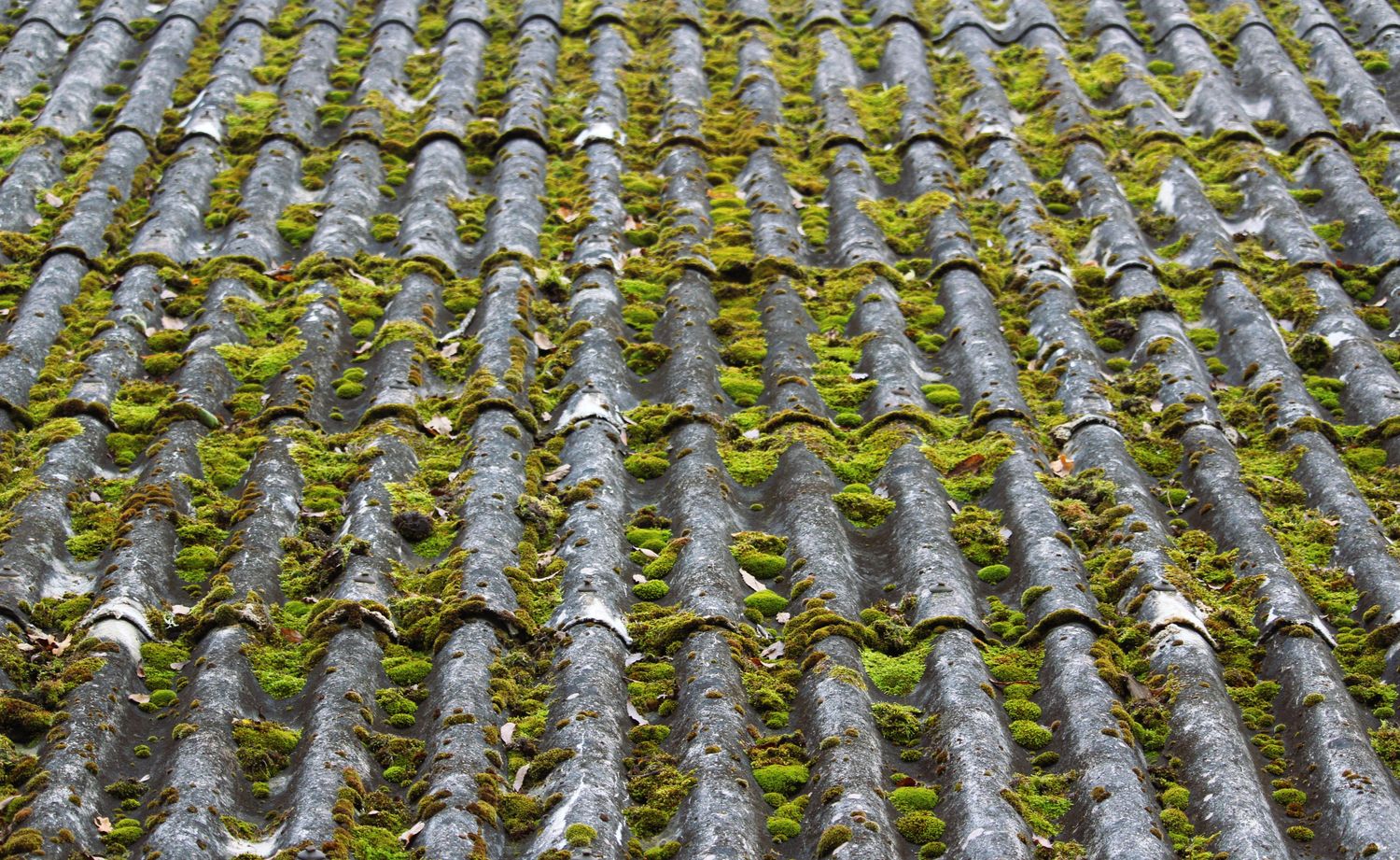 Couverture en tuiles envahie par la mousse après plusieurs hivers